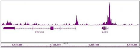 Histone H3K27ac Antibody in ChIP-Sequencing (ChIP-Seq)