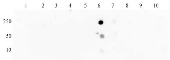 Histone H3K27ac Antibody in Dot Blot (DB)