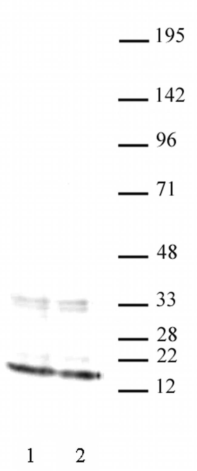 Histone H3 Antibody in Western Blot (WB)