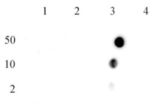 Histone H4R3me2a (asymmetric) Antibody in Dot Blot (DB)