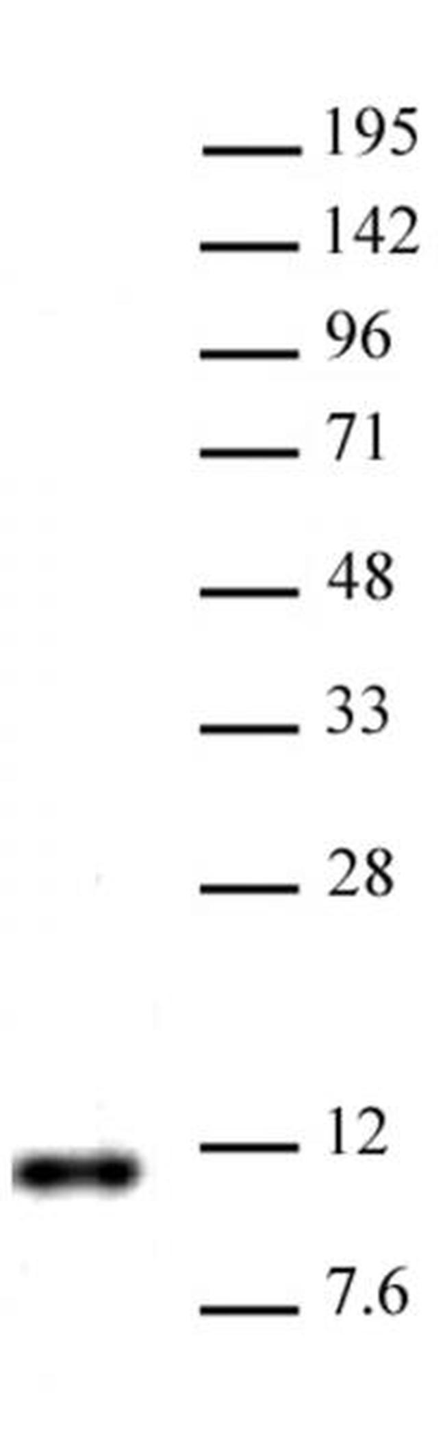 Histone H4R3me2a (asymmetric) Antibody in Western Blot (WB)