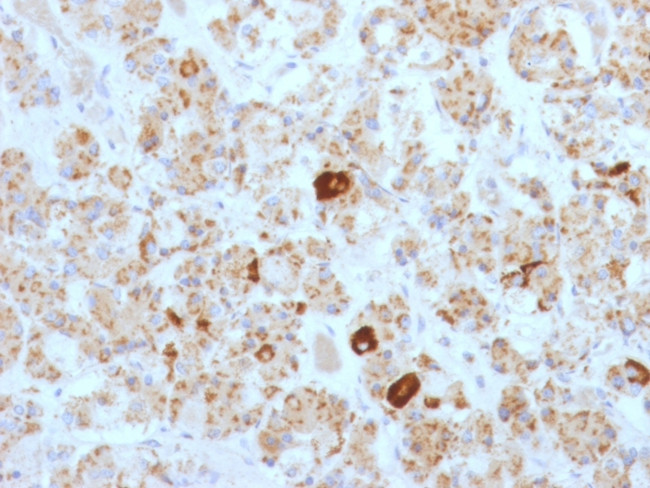 LH-beta (Luteinizing Hormone-beta) Antibody in Immunohistochemistry (Paraffin) (IHC (P))