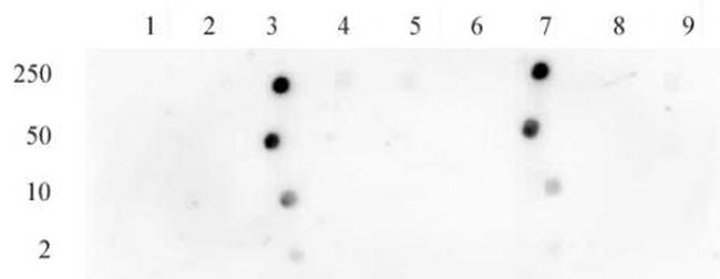 Histone H3K18ac Antibody in Dot Blot (DB)