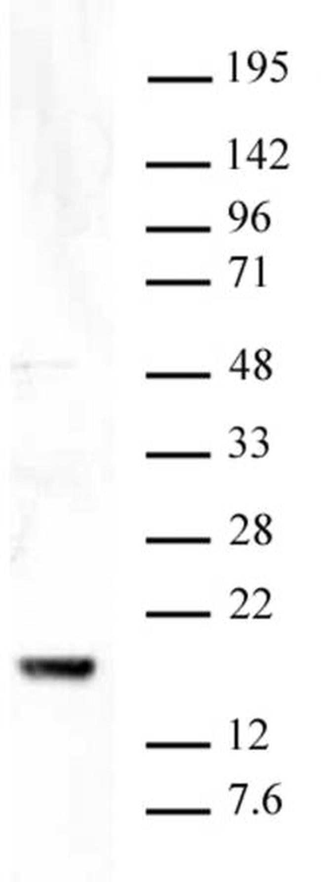 Histone H3K9me3 Antibody in Western Blot (WB)