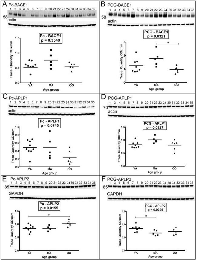 GAPDH Antibody in Western Blot (WB)