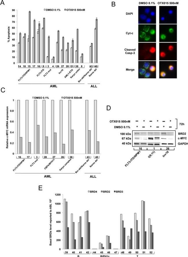 GAPDH Antibody in Western Blot (WB)