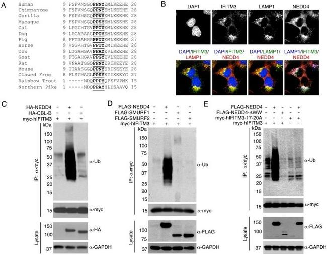 GAPDH Antibody in Western Blot (WB)