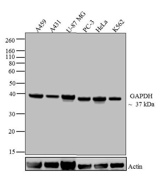 GAPDH Antibody in Western Blot (WB)