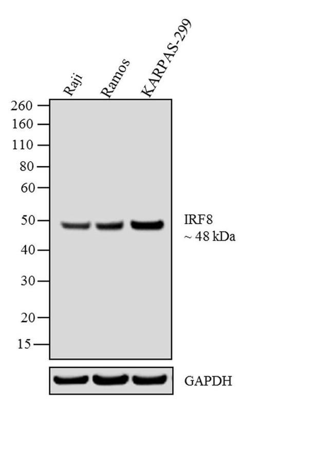 IRF8 Antibody in Western Blot (WB)