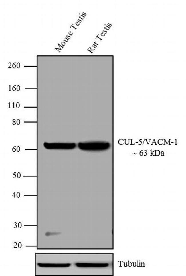 Cullin 5 Antibody in Western Blot (WB)