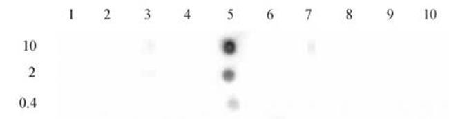 Histone H3K9ac Antibody in Dot Blot (DB)