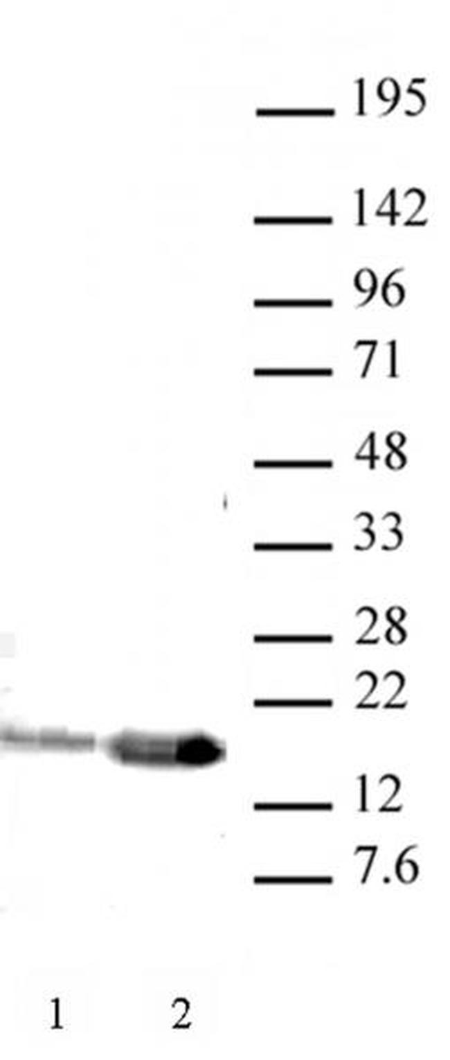 Histone H3K9ac Antibody in Western Blot (WB)