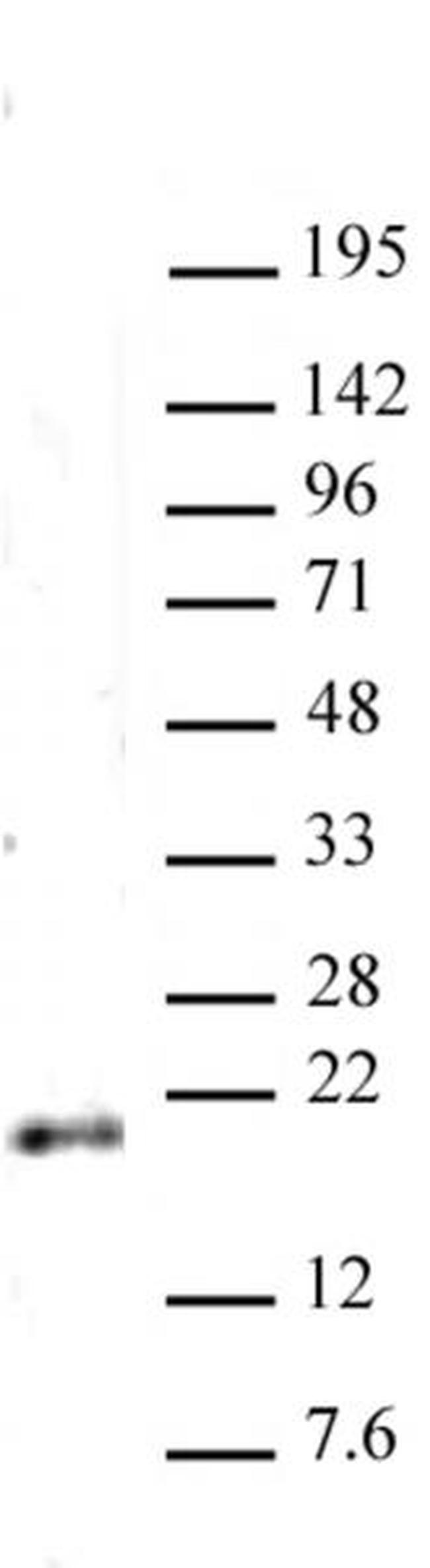 Histone H3K79me2 Antibody in Western Blot (WB)