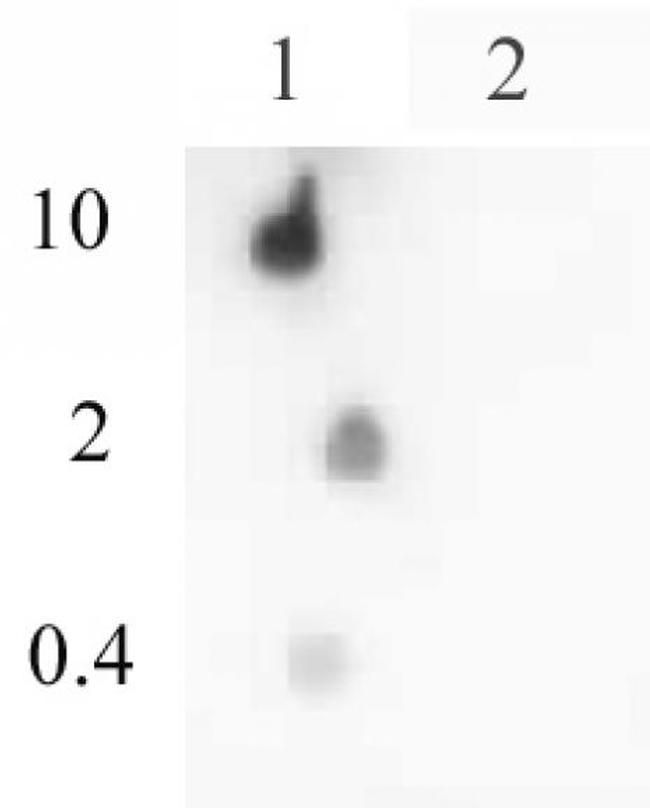 Histone H4ac (pan-acetyl) Antibody in Dot Blot (DB)