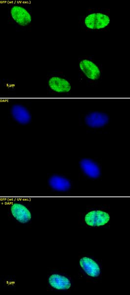 Histone H4ac (pan-acetyl) Antibody in Immunocytochemistry (ICC/IF)