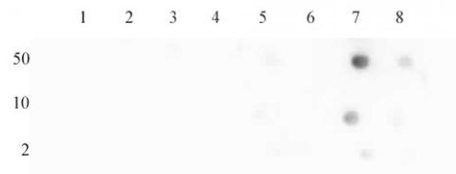 Histone H4K16ac Antibody in Dot Blot (DB)