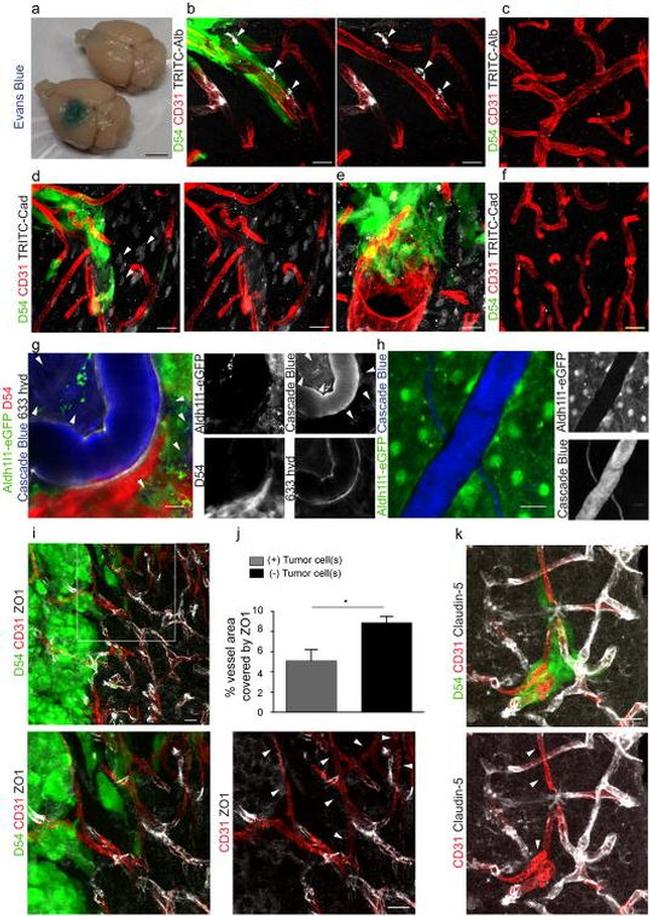 ZO-1 Antibody in Immunohistochemistry - Free Floating (IHC (Free))