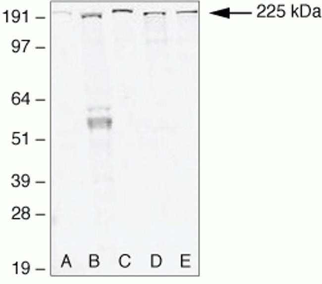 ZO-1 Antibody in Western Blot (WB)