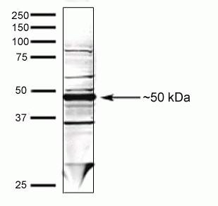 TXNIP Antibody in Western Blot (WB)