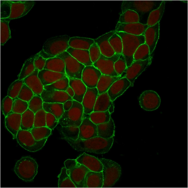 Ep-CAM/CD326 (Extracellular Domain) (Epithelial Marker) Antibody in Immunocytochemistry (ICC/IF)