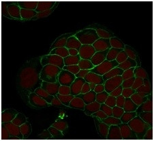 Ep-CAM/CD326 (Extracellular Domain) (Epithelial Marker) Antibody in Immunocytochemistry (ICC/IF)