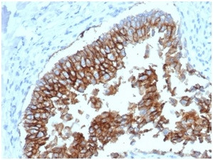 Ep-CAM/CD326 (Extracellular Domain) (Epithelial Marker) Antibody in Immunohistochemistry (Paraffin) (IHC (P))