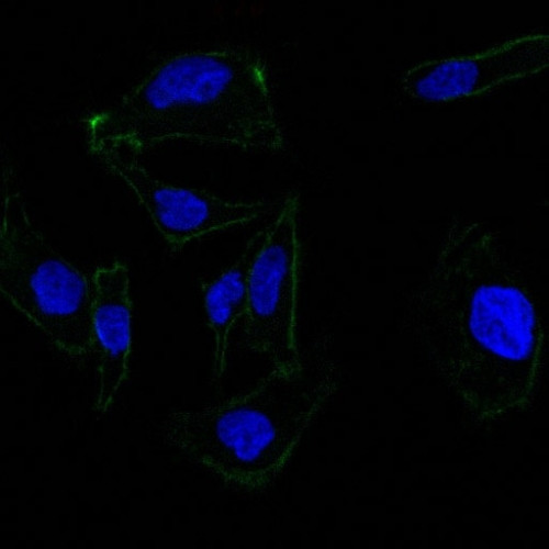 Ep-CAM/CD326 Antibody in Immunocytochemistry (ICC/IF)