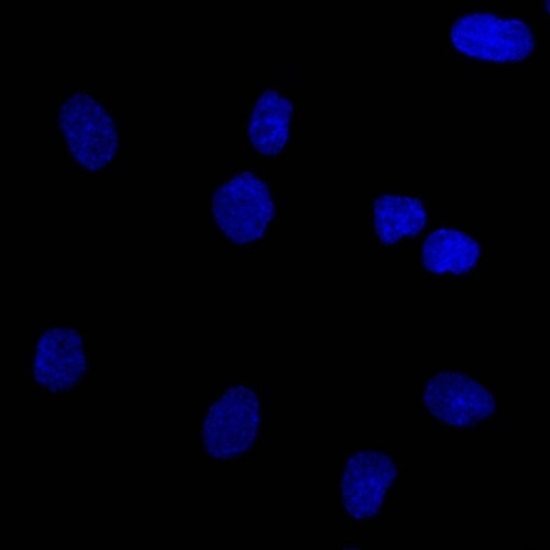 Ep-CAM/CD326 Antibody in Immunocytochemistry (ICC/IF)