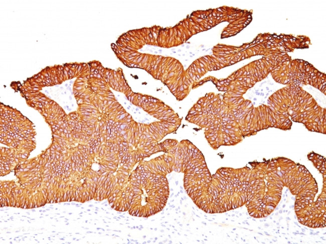 Ep-CAM/CD326 Antibody in Immunohistochemistry (Paraffin) (IHC (P))