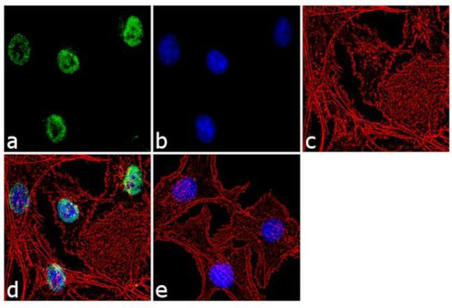 MINA53 Antibody in Immunocytochemistry (ICC/IF)