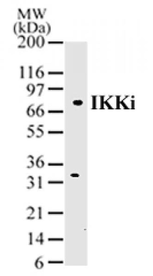IKKi/IKK epsilon Antibody in Western Blot (WB)