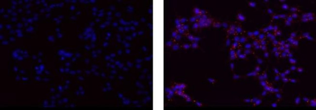 CD323 (JAM3) Antibody in Immunocytochemistry (ICC/IF)