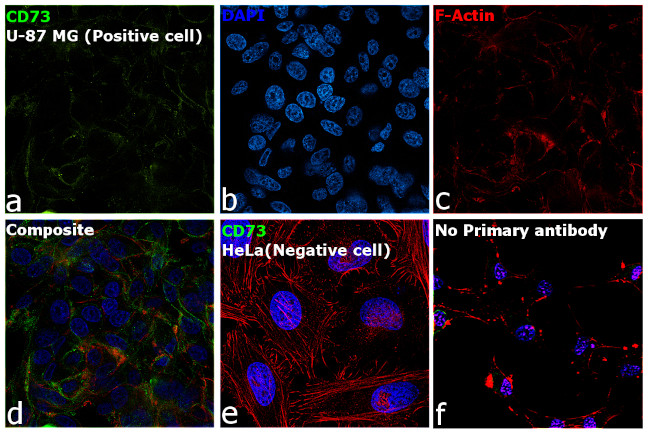 CD73 Antibody in Immunocytochemistry (ICC/IF)