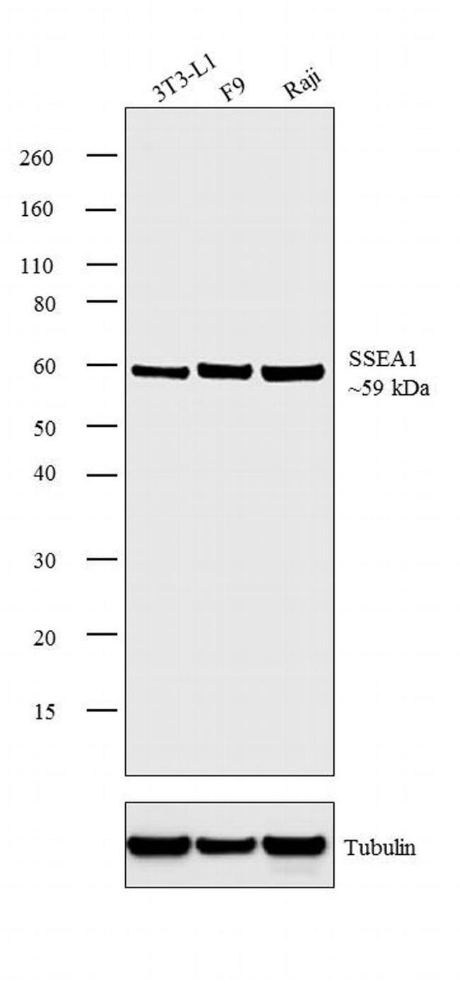 SSEA1 Antibody in Western Blot (WB)