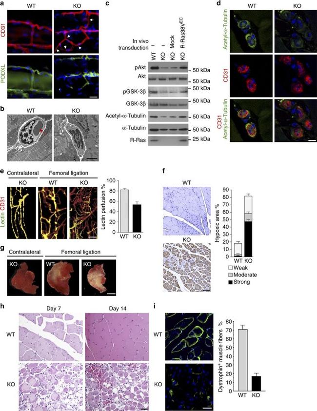 PODXL Antibody in Immunohistochemistry (IHC)