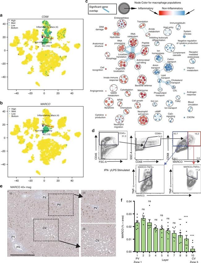 MARCO Antibody in Immunohistochemistry, Flow Cytometry (IHC, Flow)