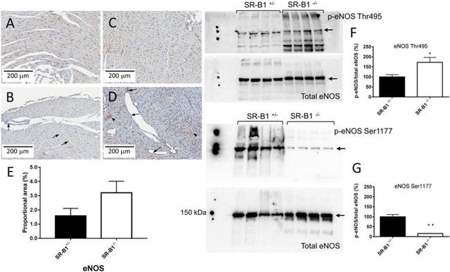 eNOS Antibody in Western Blot (WB)