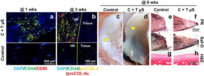 CD44 Antibody in Immunohistochemistry (IHC)