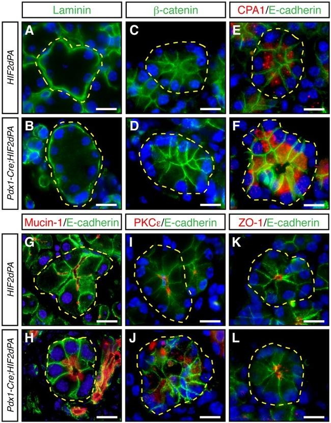 ZO-1 Antibody in Immunohistochemistry (IHC)