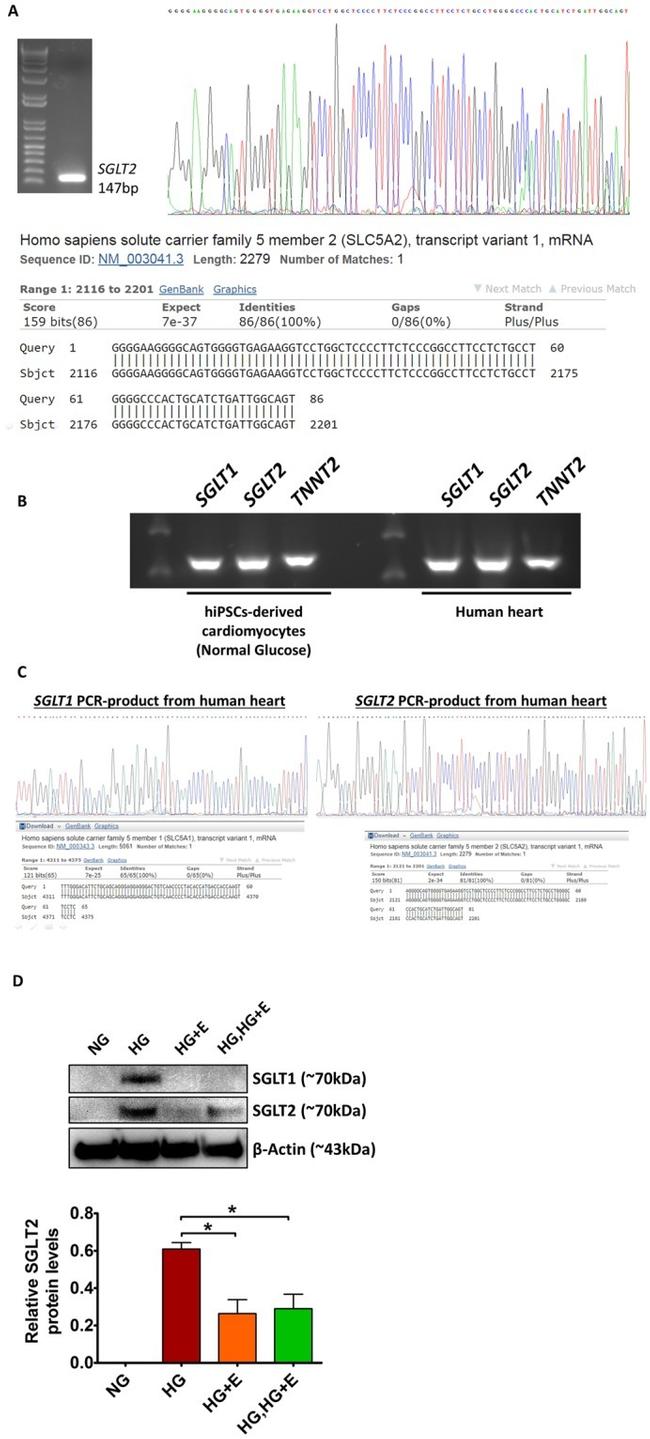 SGLT1 Antibody in Western Blot (WB)