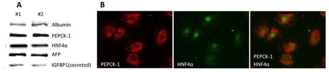 HNF4A Antibody in Western Blot, Immunohistochemistry (WB, IHC)