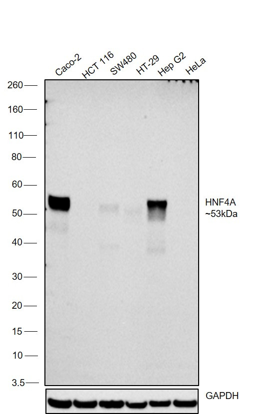 HNF4A Antibody