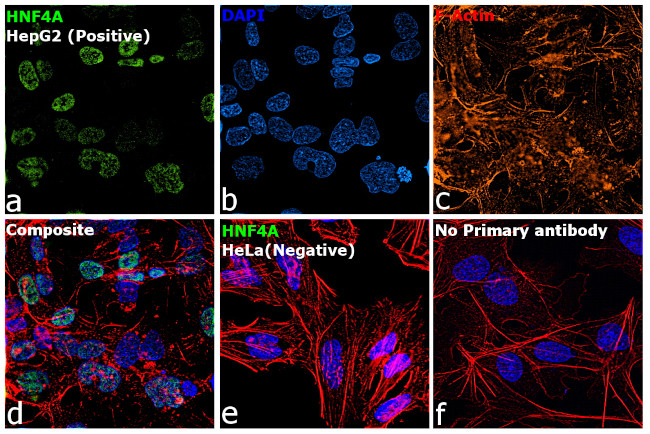 HNF4A Antibody in Immunocytochemistry (ICC/IF)