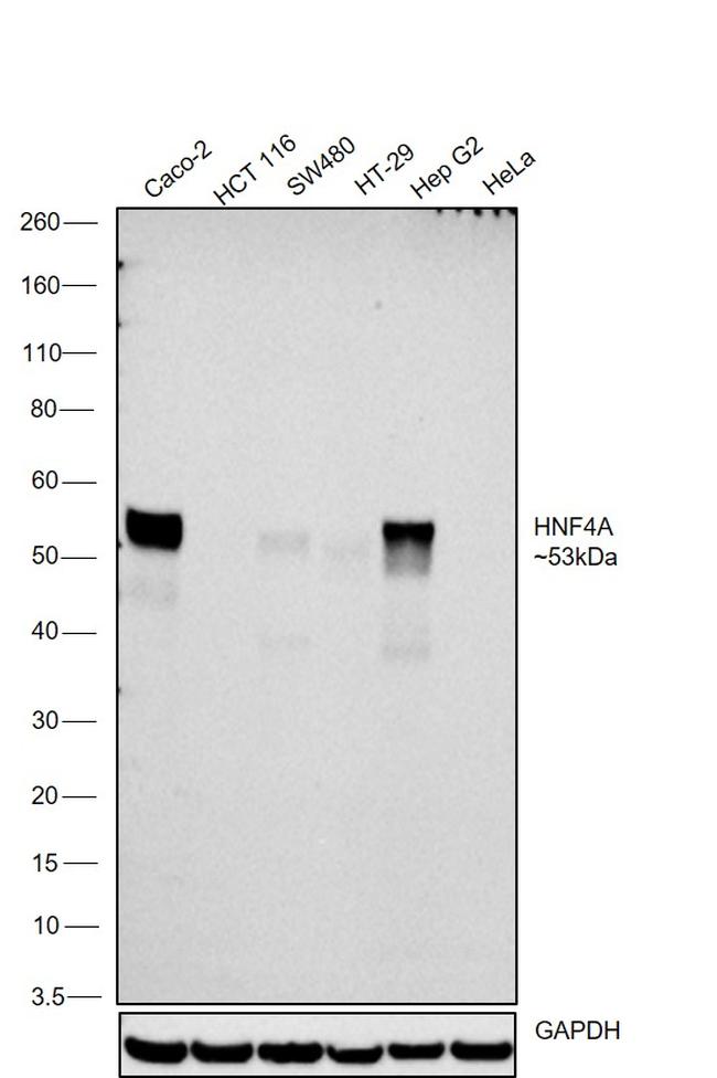 HNF4A Antibody in Western Blot (WB)