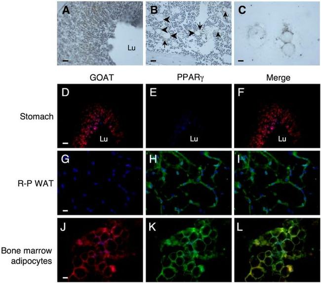 PPAR gamma Antibody in Immunohistochemistry (Frozen) (IHC (F))