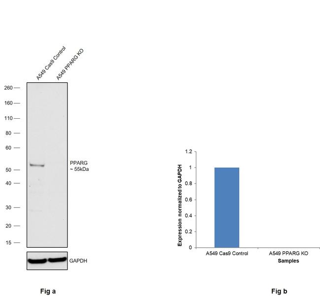 PPAR gamma Antibody in Western Blot (WB)