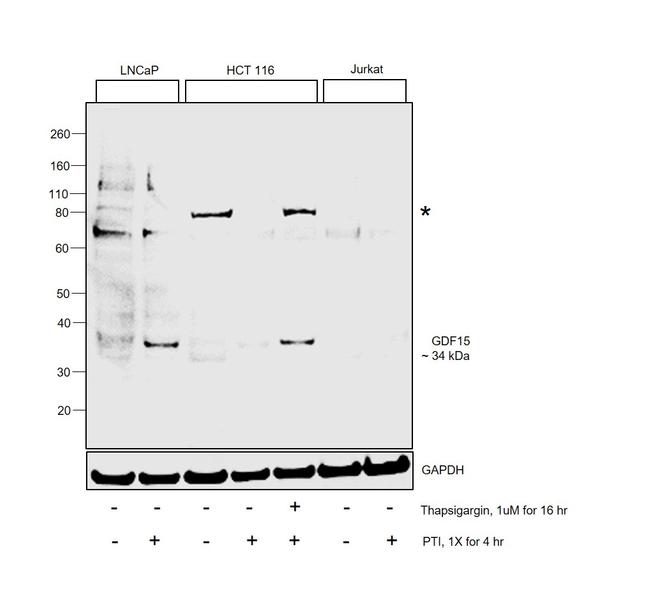 GDF15 Antibody in Western Blot (WB)