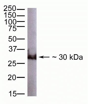 GDF15 Antibody in Western Blot (WB)