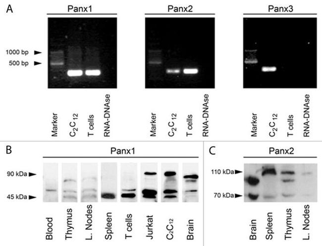 Pannexin 3 Antibody in Western Blot (WB)