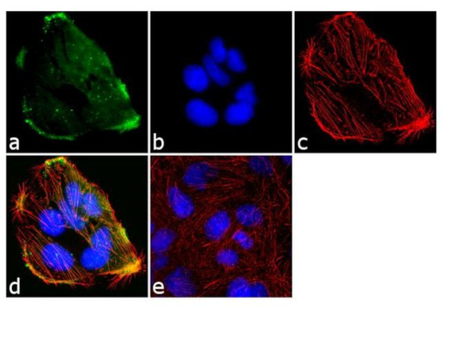 Pannexin 2 Antibody in Immunocytochemistry (ICC/IF)